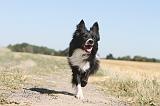 BORDER COLLIE 147